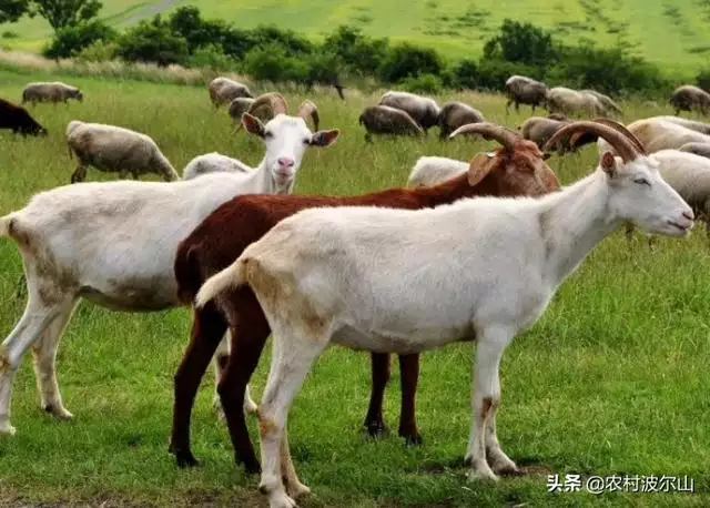 羊和羊生什么宝宝更好，虎年出生的宝宝起名