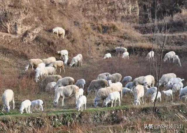 羊和羊生什么宝宝更好，虎年出生的宝宝起名