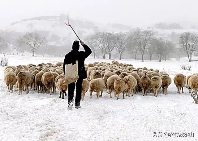 羊和羊生什么宝宝更好，虎年出生的宝宝起名