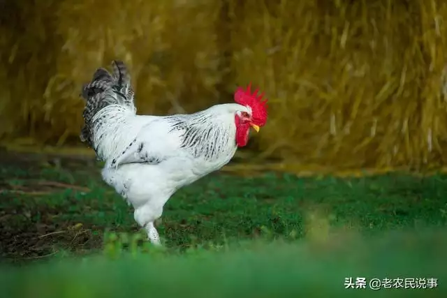 属羊的人怕什么生肖，属羊人命相大解析