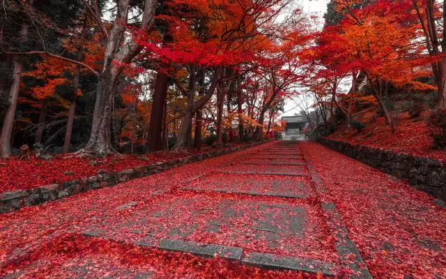 生肖狗11月份整体运势，7o年属狗的11月份运气怎么样