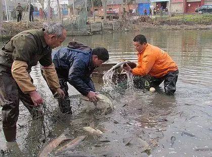 羊入虎口属羊生虎，羊入虎口图片