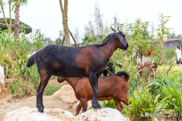 属羊犯冲的属相是什么，属羊六冲生肖