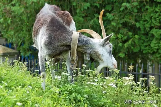 属羊犯冲的属相是什么，属羊六冲生肖