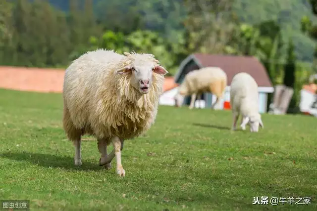 属羊的忌讳做什么生意，79年属羊42岁有个劫