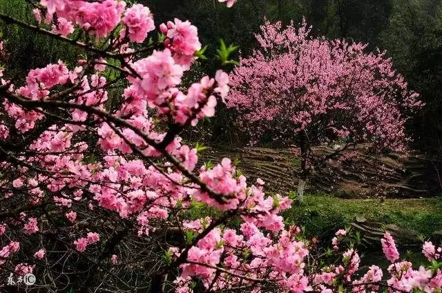 属羊男今年的桃花怎么样，属羊男2022年的桃花怎么样