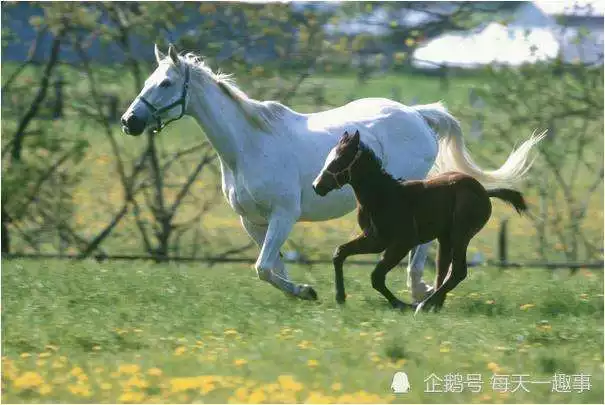 属马的跟属什么的配，1990属马的男人性格和爱情