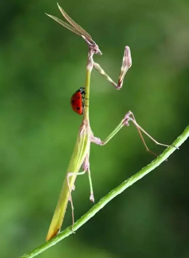 属猴与属猴的合不合，属猴和属猴的人相配吗