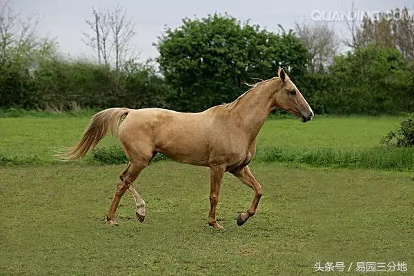 生肖午马什么命，午时出生马裂如日中