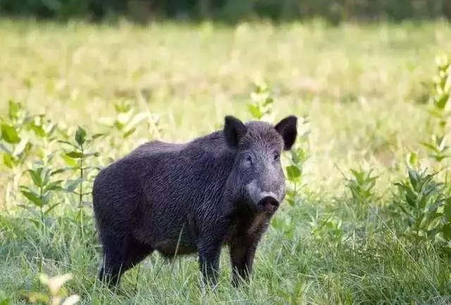 生肖猪和生肖虎相克吗，生肖猪和虎相冲吗