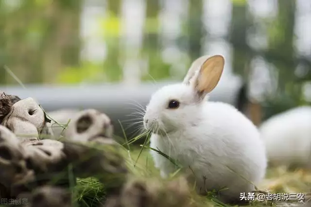 属兔的更大弱点，属兔的大利月