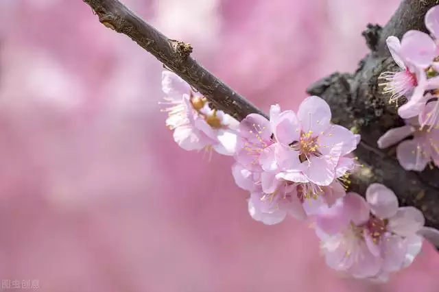 属兔的桃花劫是属狗的吗，属狗的和属兔的合吗