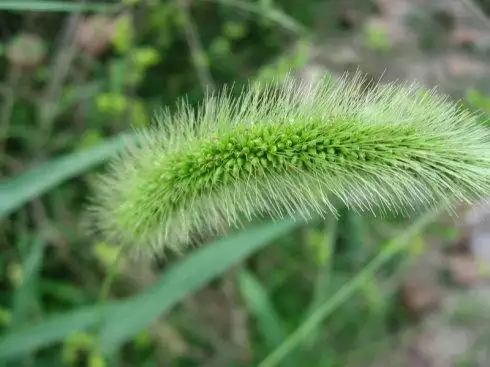 属羊的幸运生肖是什么生肖，属羊  号码幸运数字