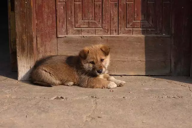 为什么说狗遇马就能富，为什么说中华上下五千年