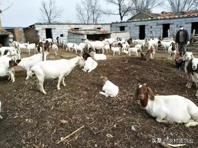 什么命的人不适合养羊，农村圈养养羊技术大全