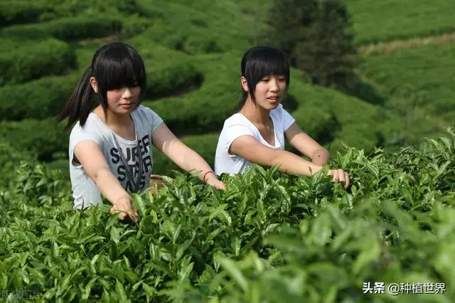 正月出生的女人不能娶，正月十五出生女孩婚姻