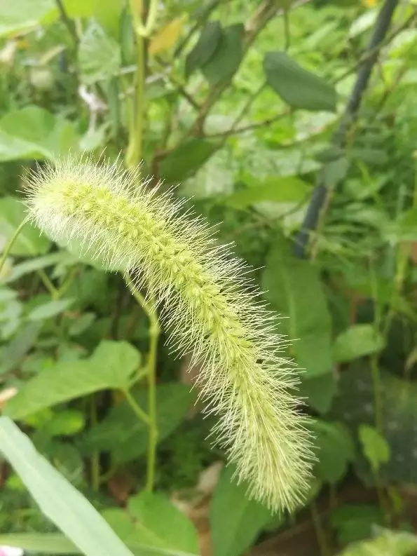 属虎的适合养什么植物，属虎的人客厅摆什么好