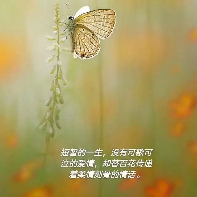 属蛇射手座的是什么命，属虎是什么命