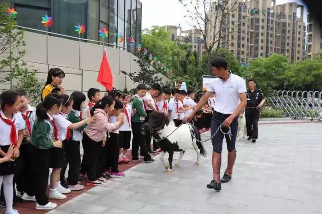 私人养马需要什么手续，急  个人马匹出售