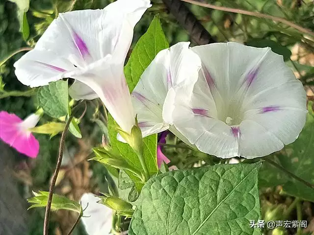 属牛的今年五十几岁，属牛的今年四十几岁