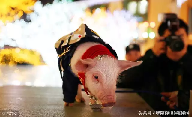 属龙人永久吉利的颜色，属龙的颜色更好