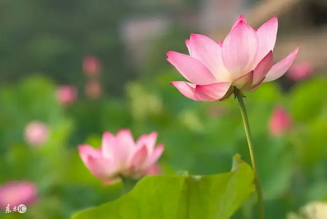 属狗配属虎好不好，属虎的和属狗的相配好不好