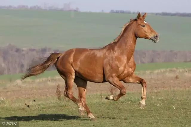 0马和90马婚姻状况，婚姻状况90"