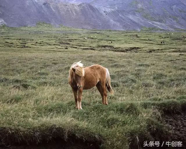 属马的今年财运好不好，属马的今年运气如何