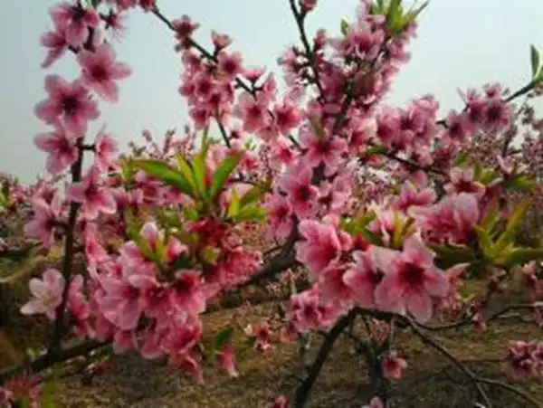 本命年烂桃花什么意思，本命年化太岁什么意思