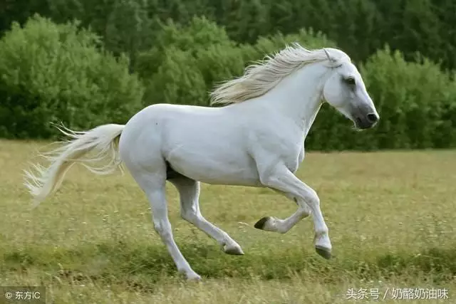 属马几点出生更好命，属羊几点出生更好命