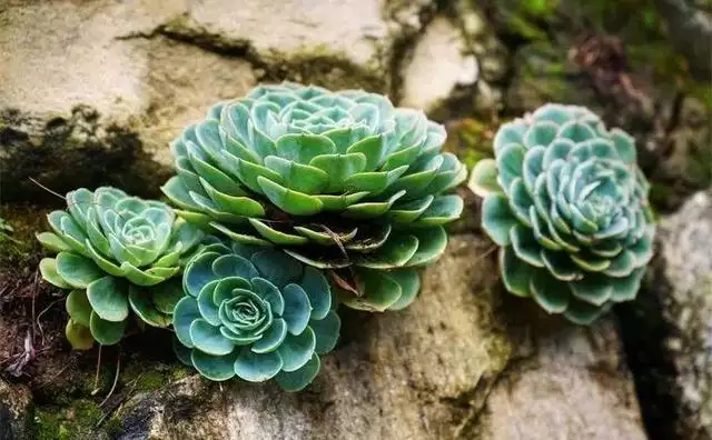 属虎的人最旺的植物，属虎人的旺财植物