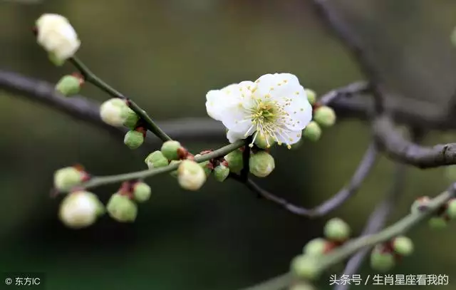 属龙人命运如何，属龙几点出生大富大贵