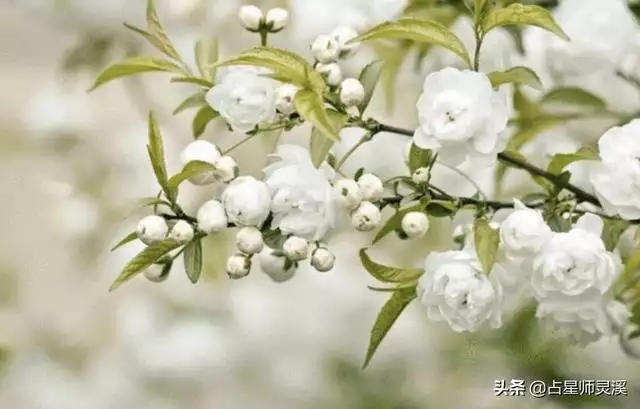 月蛇的命运怎么样，七月出生的蛇女人命运"