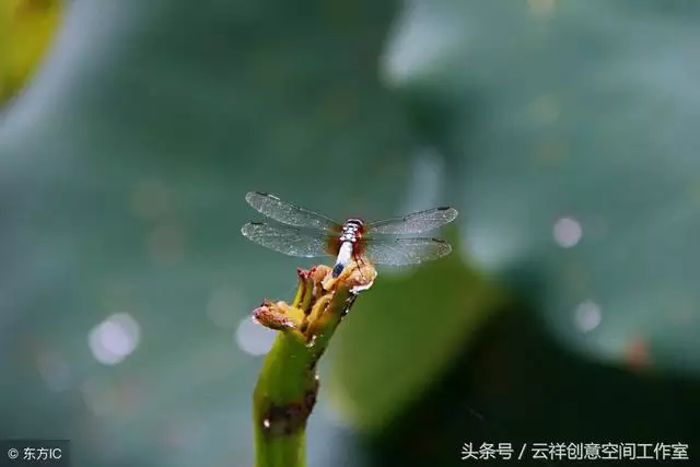 8马年适合戴什么首饰，属马宜戴饰品"