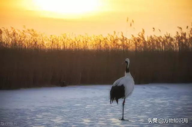 为什么蛇有灵性却不通人性，为什么说蛇是冷血动物