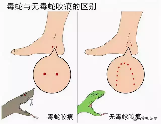 为什么蛇有灵性却不通人性，为什么说蛇是冷血动物