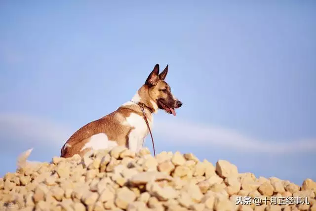 怎么知道自己是什么生肖，怎么知道一个人属什么生肖