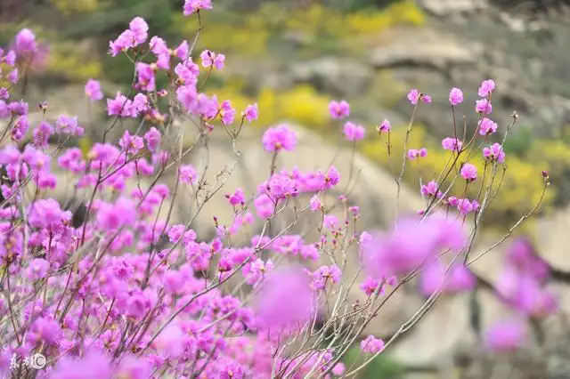 属虎一生运势如何，属虎一生运势及运程