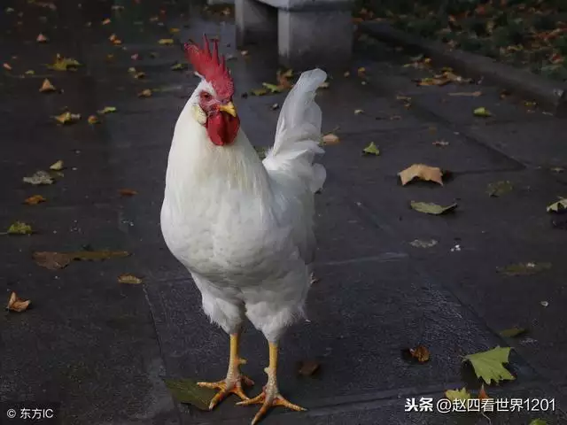 1年生肖鸡今日运势梦见拉屎，梦见小鸡拉屎在身上"