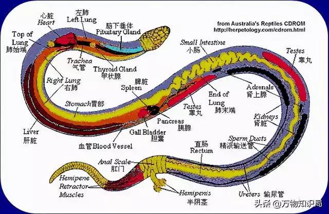 蛇和蛇在一起好吗，千万别娶属蛇的女人