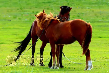 属马和属马合适吗，属马和属马的合不合