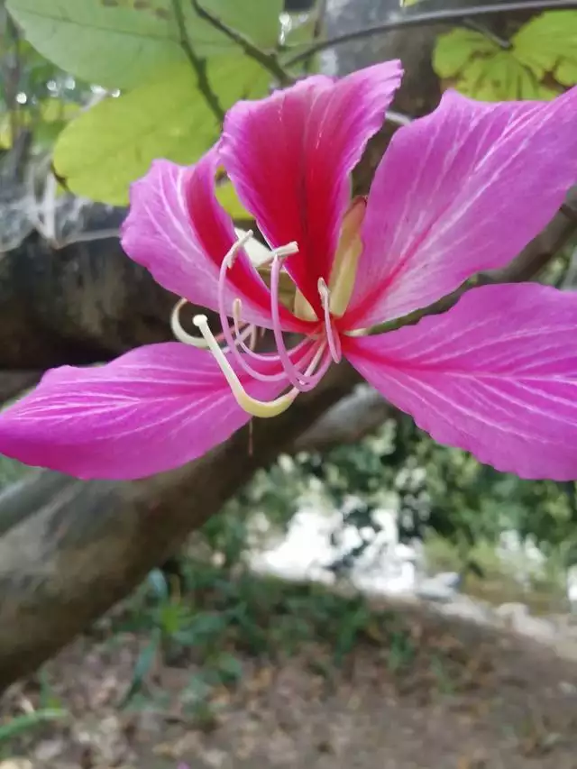 属蛇幸运石水晶，招财水晶有哪些