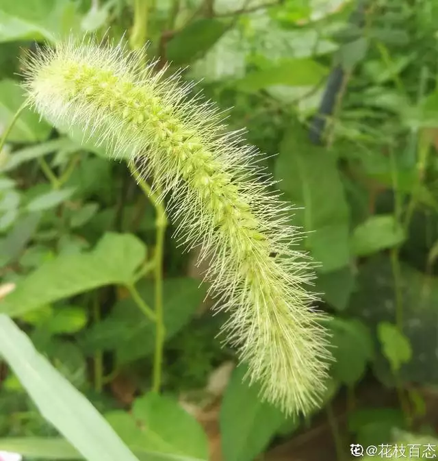 属蛇幸运石水晶，招财水晶有哪些