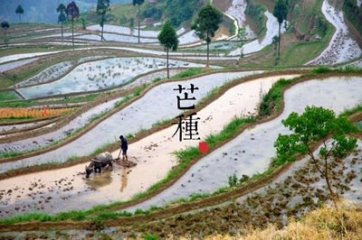 芒种后是什麽节日，属狗的人芒种节气出生命运怎麽样？