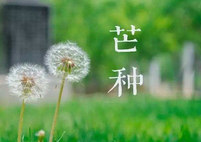 生肖属牛芒种节气出生的人命运怎麽样？芒种有什麽风俗习俗？