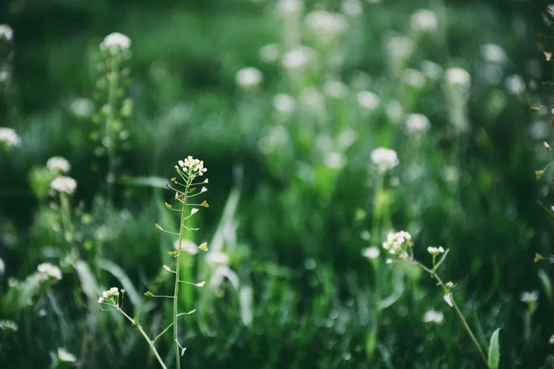 清明时节与庚辰月运分析