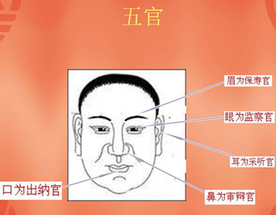 面相图解大全(男人的面相图解大全)