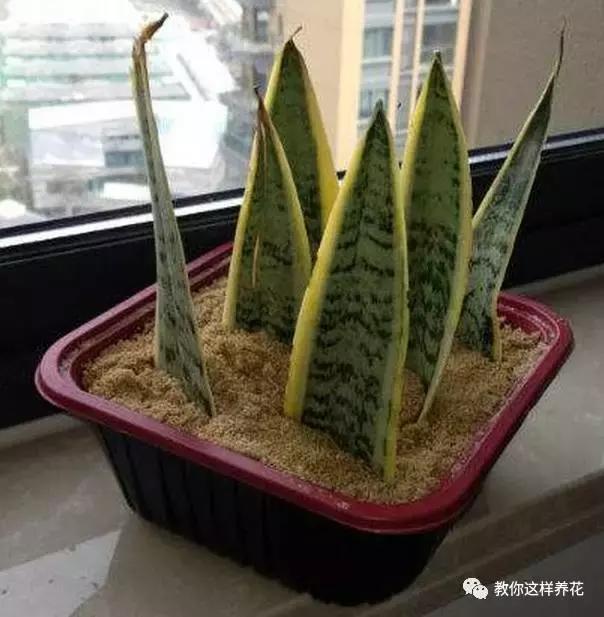 想不到虎尾兰还有这么多好的风水寓意！