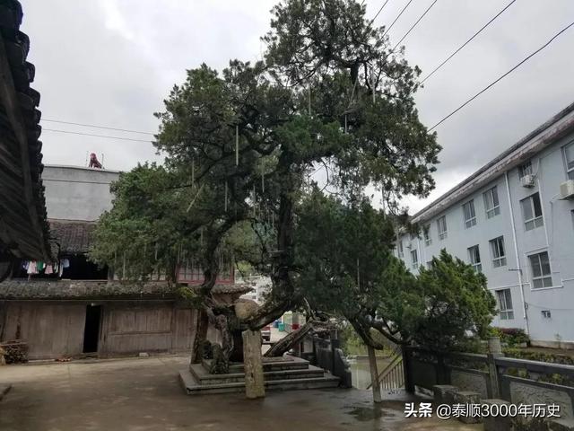 泰顺为何村村“风水林”？老树悠悠，荫佑绵绵