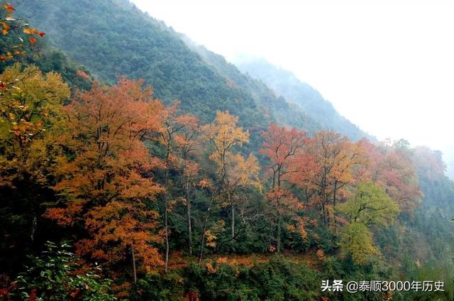 泰顺为何村村“风水林”？老树悠悠，荫佑绵绵